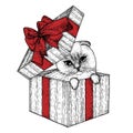 Vector illustration of a folded Siamese cat in a gift box with a bow Royalty Free Stock Photo